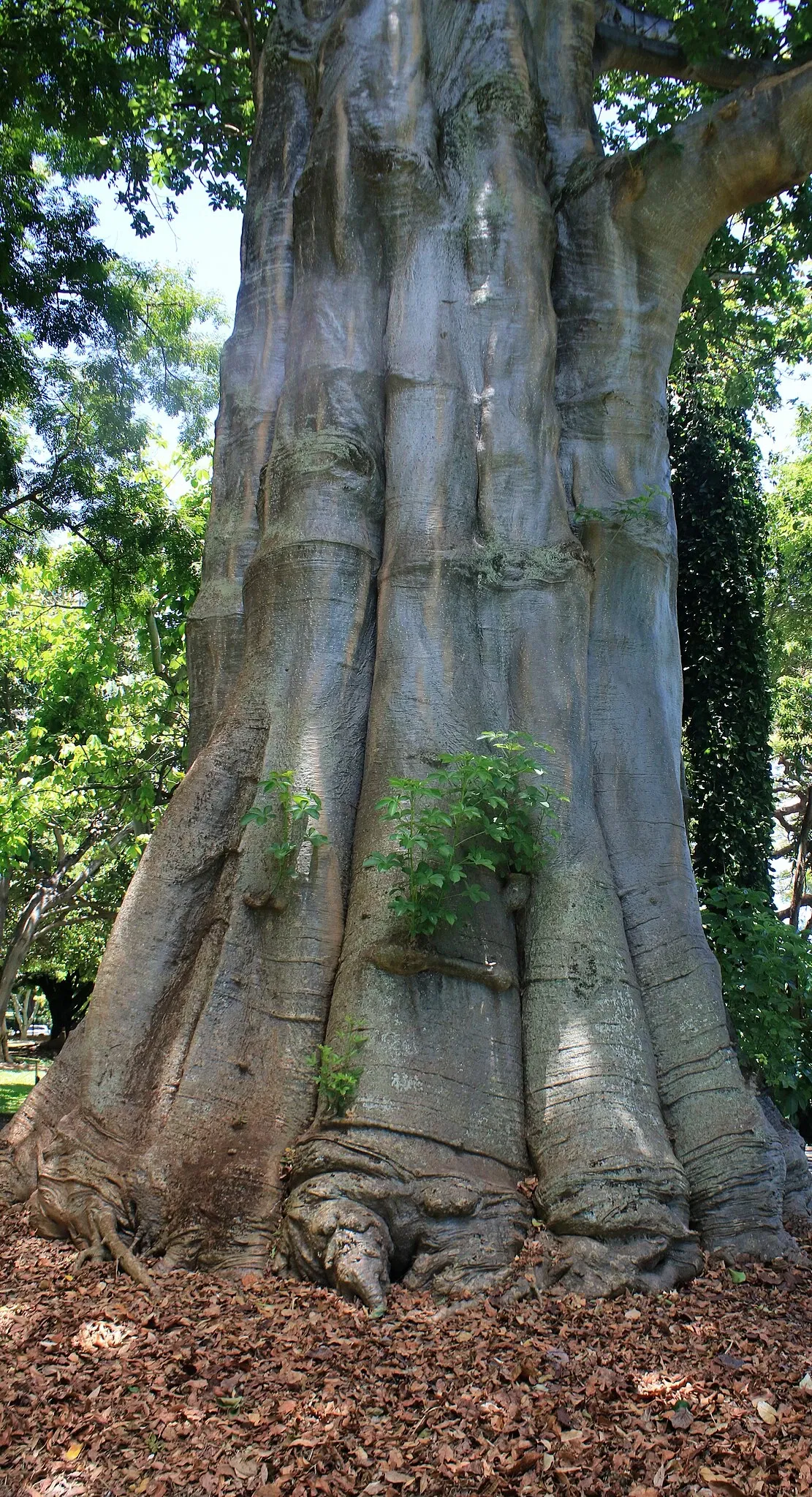Foster Botanical Garden