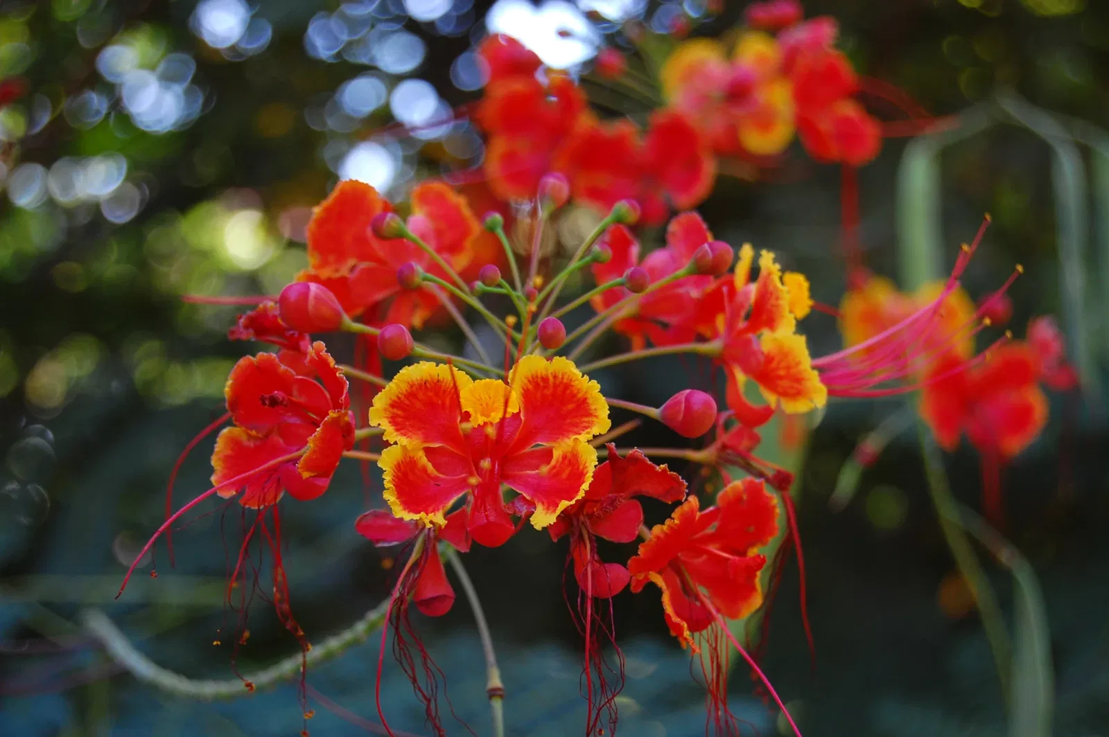 Foster Botanical Garden