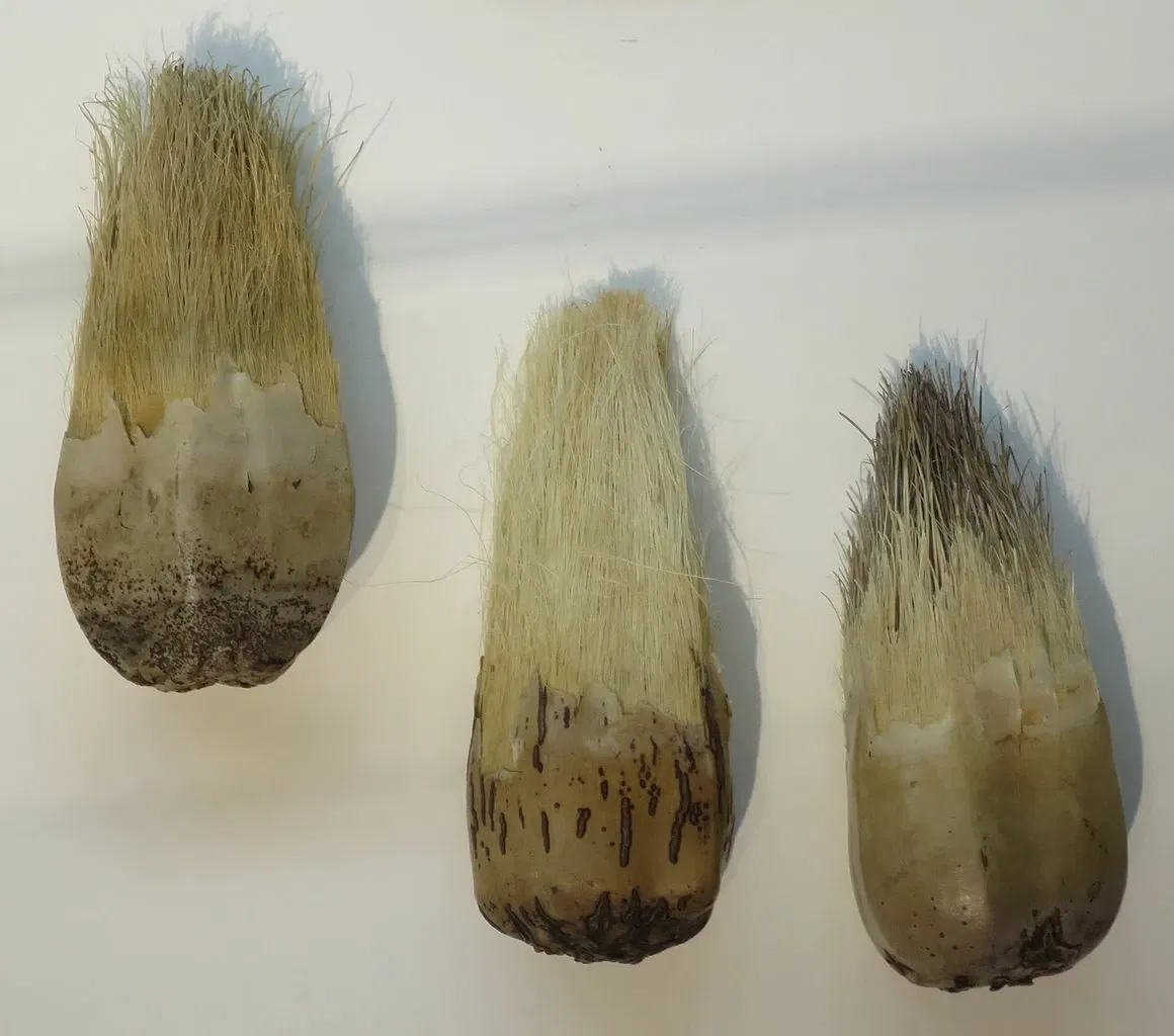 Hawaii State Art Museum