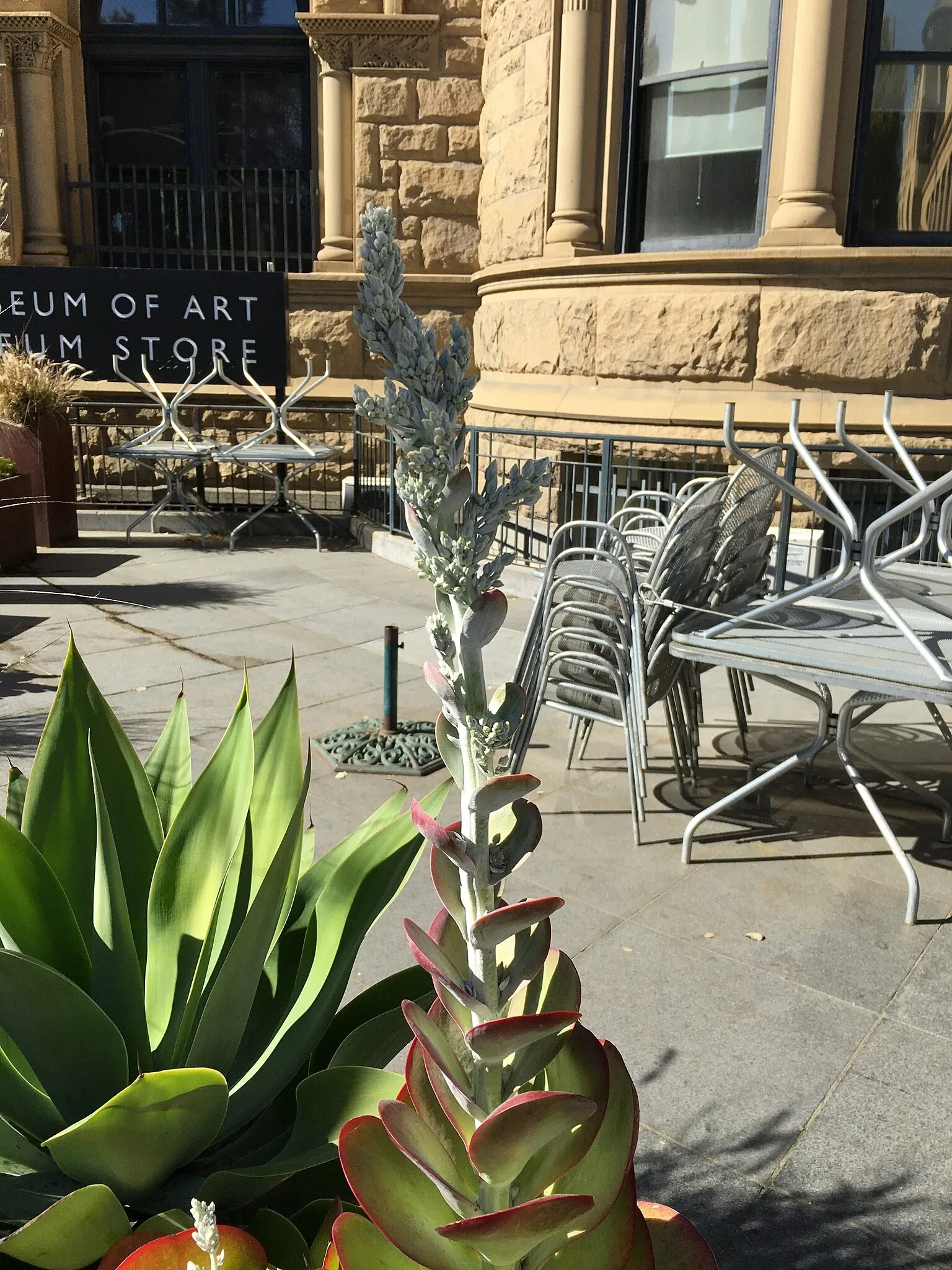 San Jose Museum of Art