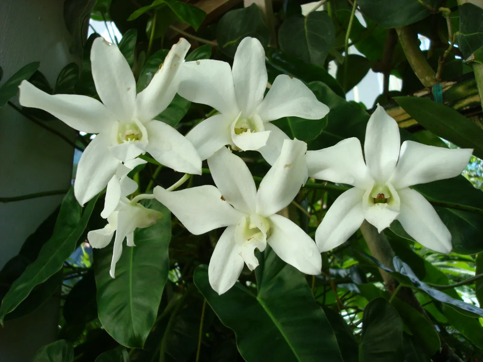 Key West Butterfly and Nature Conservatory