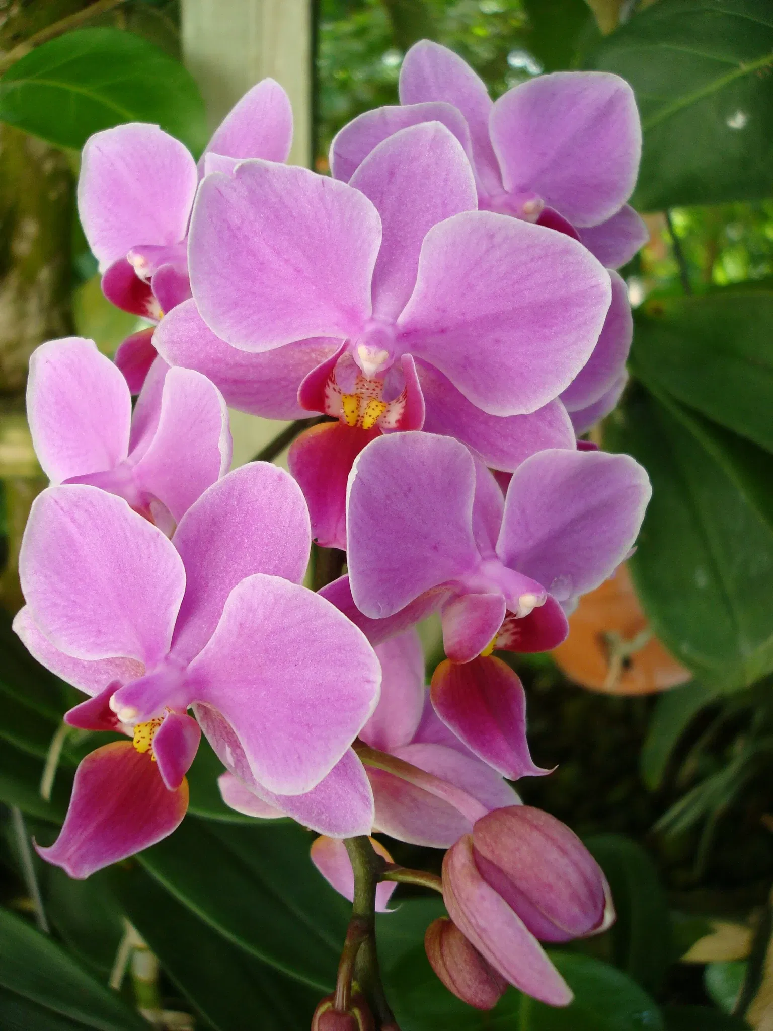 Key West Butterfly & Nature Conservatory