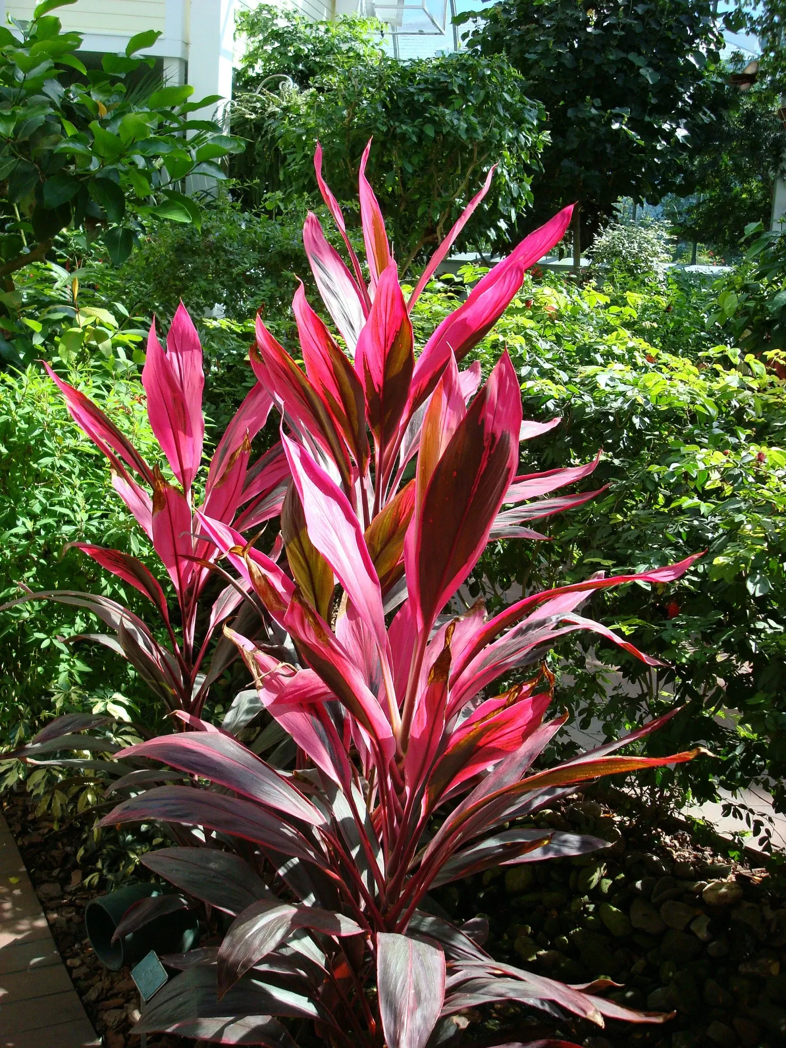 Key West Butterfly and Nature Conservatory