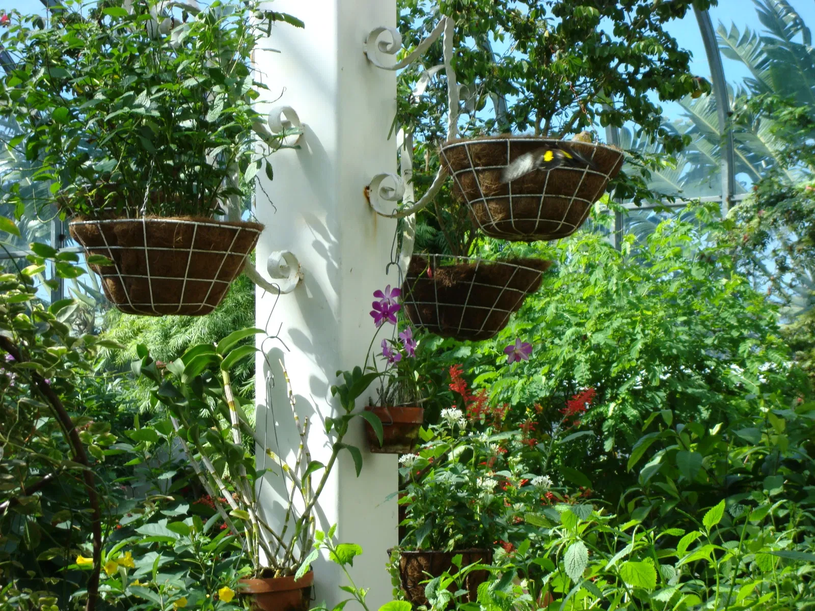 Key West Butterfly & Nature Conservatory