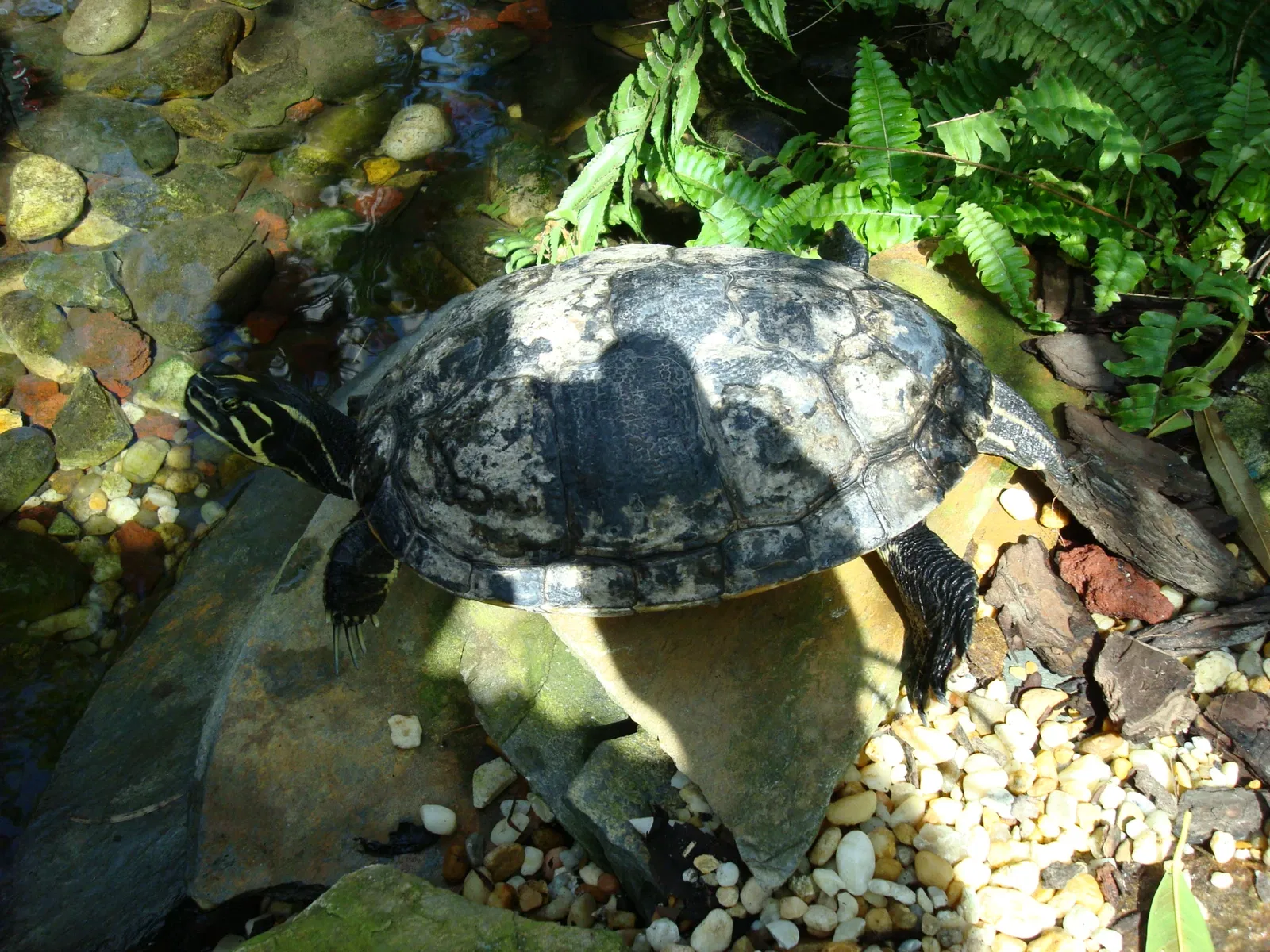 Key West Butterfly and Nature Conservatory