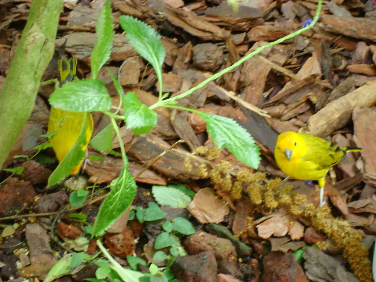 Key West Butterfly and Nature Conservatory