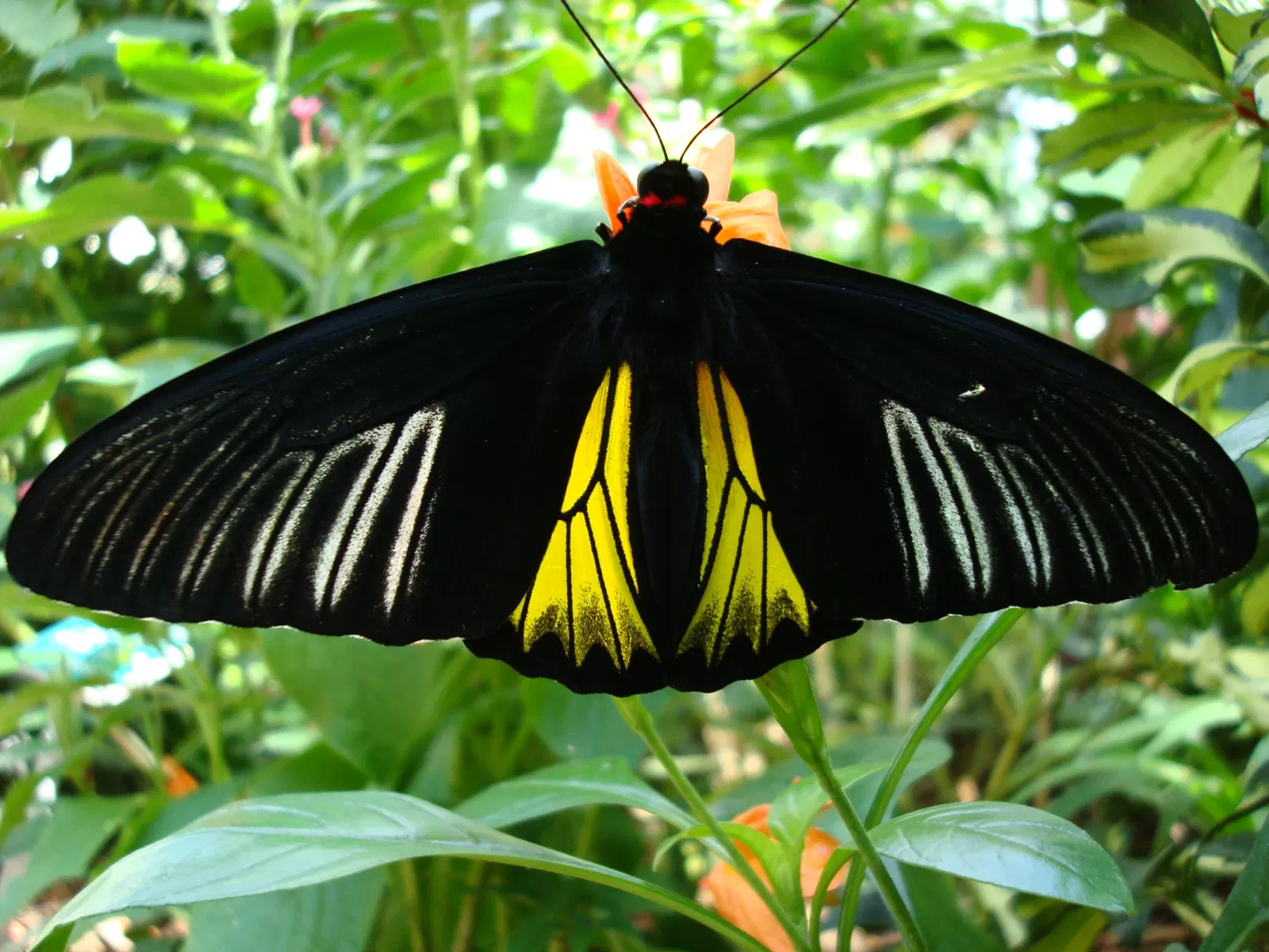 Key West Butterfly and Nature Conservatory