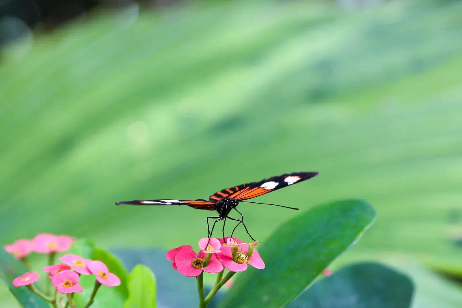 Key West Butterfly & Nature Conservatory