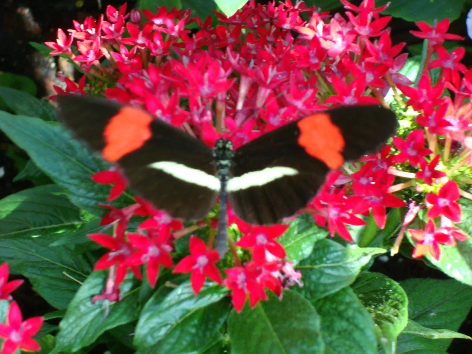 Key West Butterfly & Nature Conservatory