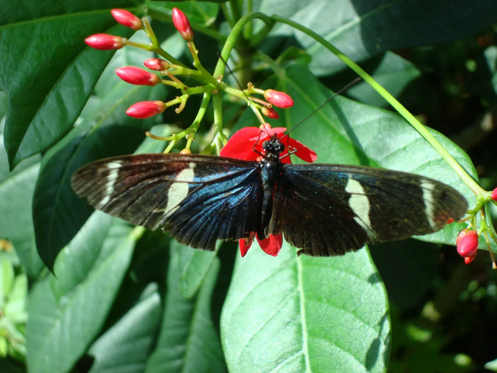 Key West Butterfly & Nature Conservatory