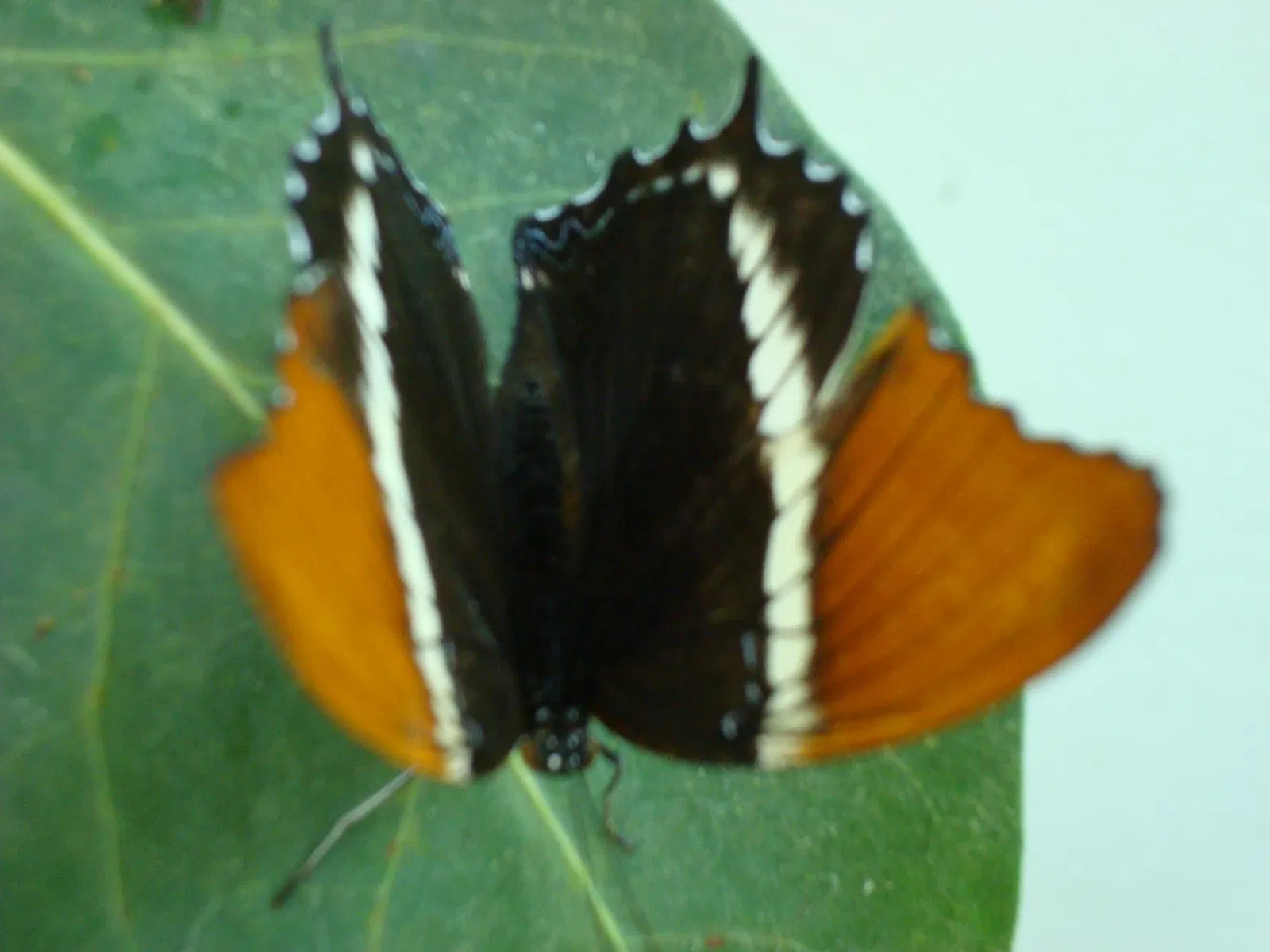 Key West Butterfly & Nature Conservatory