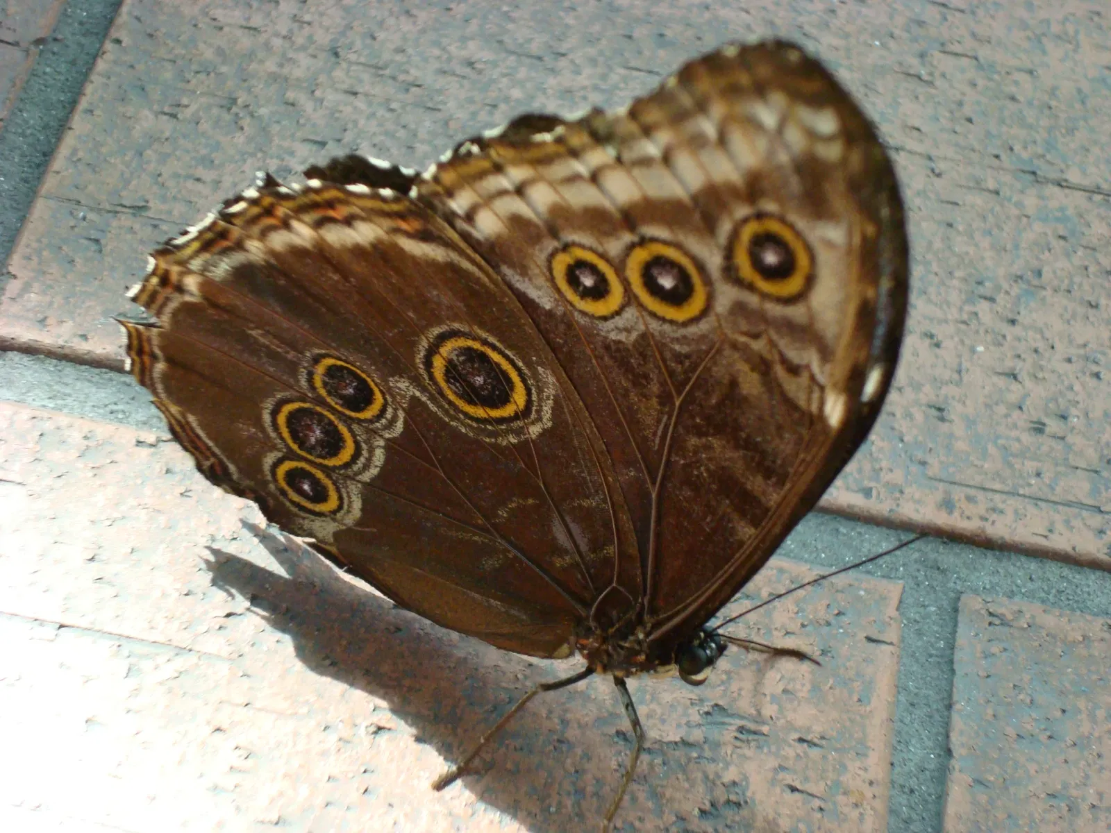 Key West Butterfly and Nature Conservatory