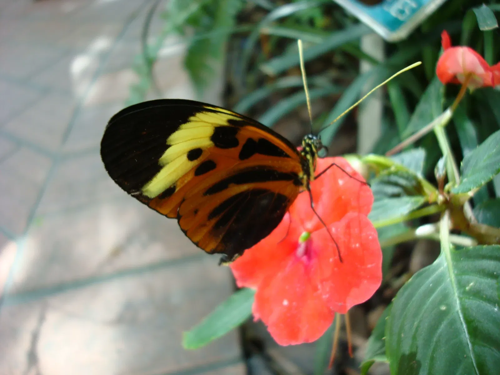 Key West Butterfly and Nature Conservatory