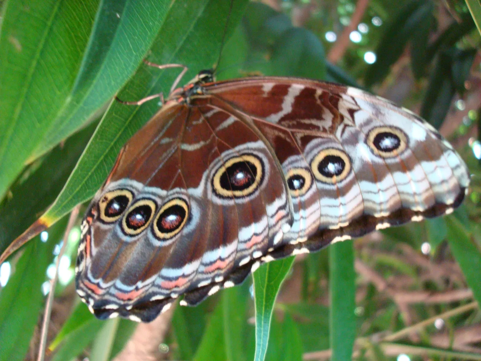 Key West Butterfly & Nature Conservatory