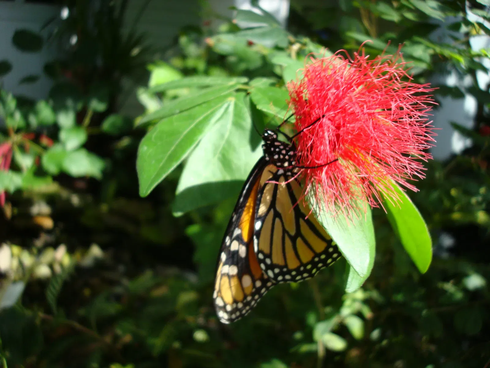 Key West Butterfly & Nature Conservatory