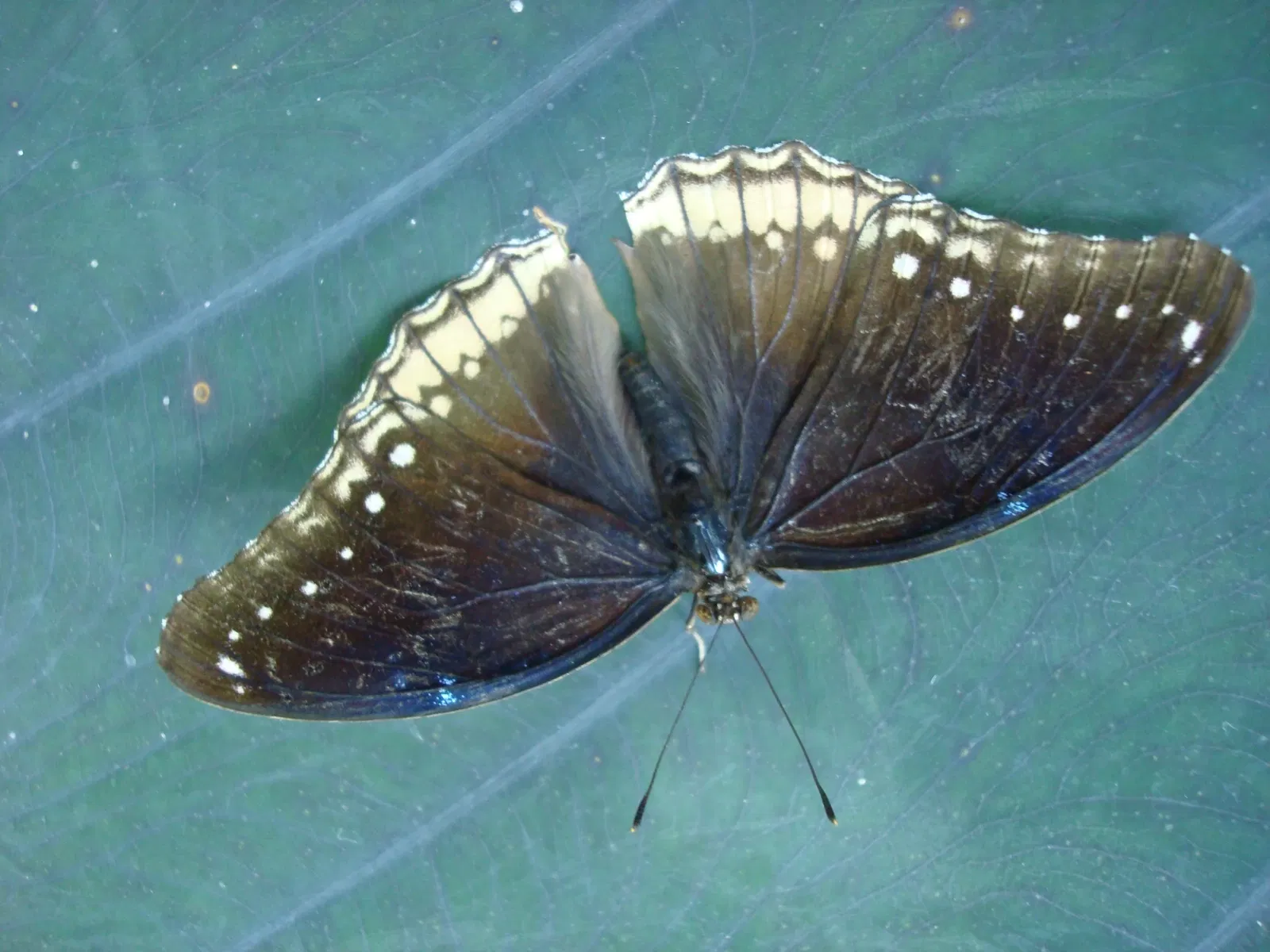 Key West Butterfly and Nature Conservatory