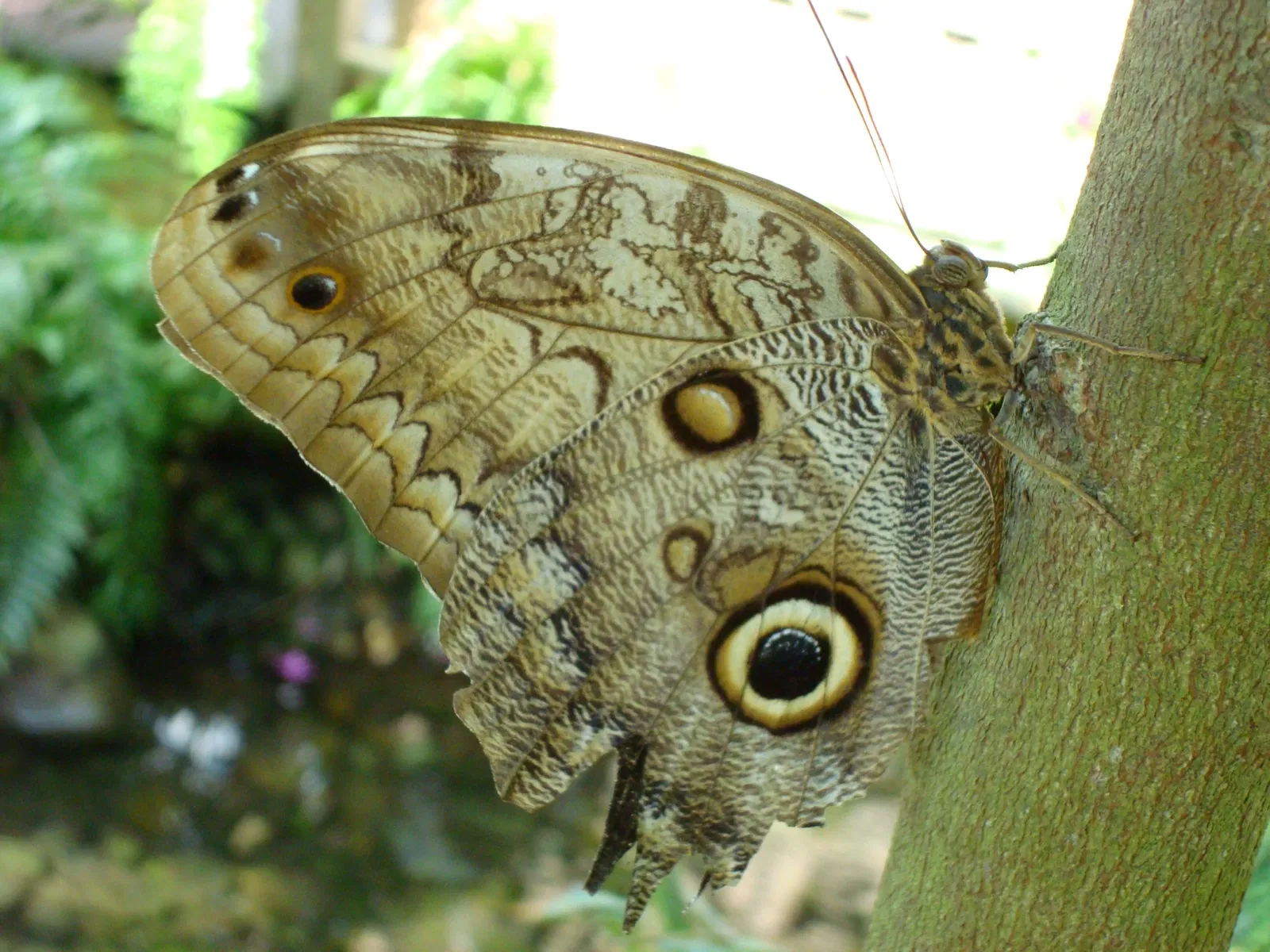 Key West Butterfly and Nature Conservatory