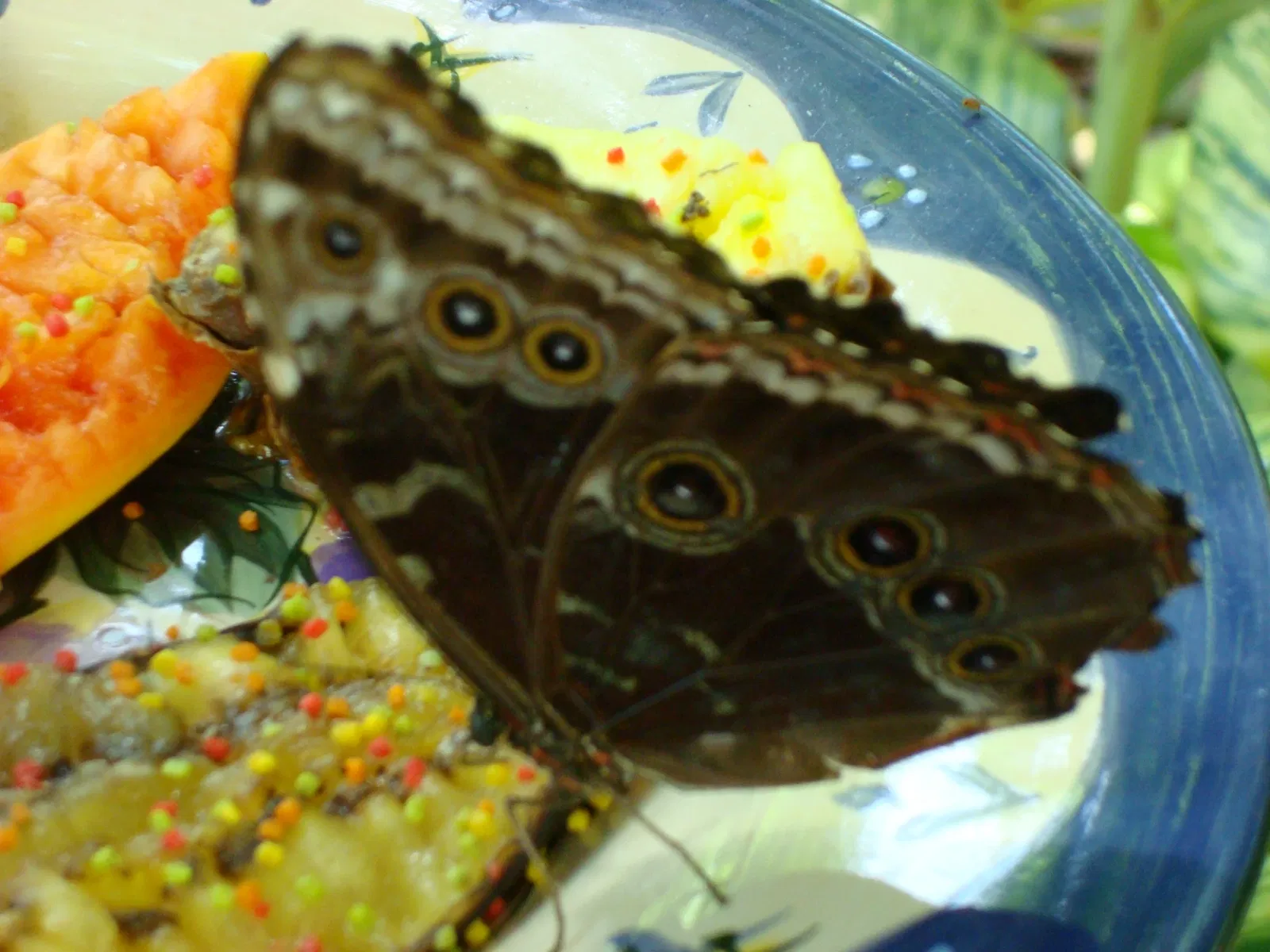 Key West Butterfly & Nature Conservatory