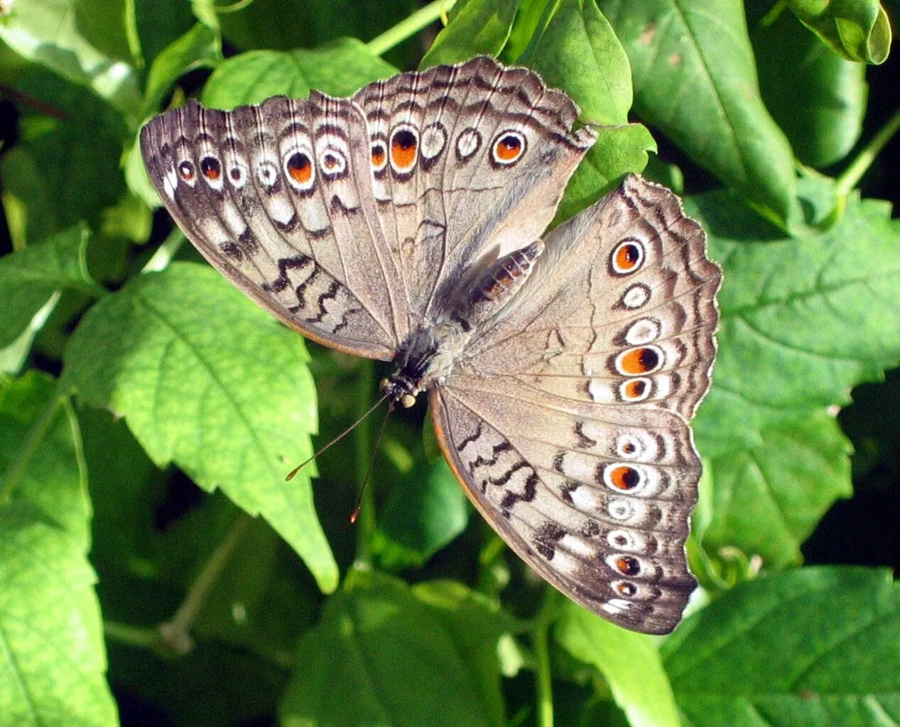 Key West Butterfly and Nature Conservatory