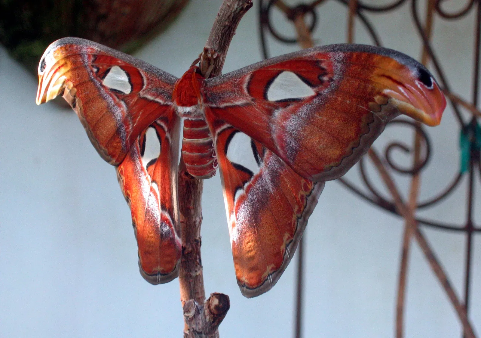 Key West Butterfly & Nature Conservatory