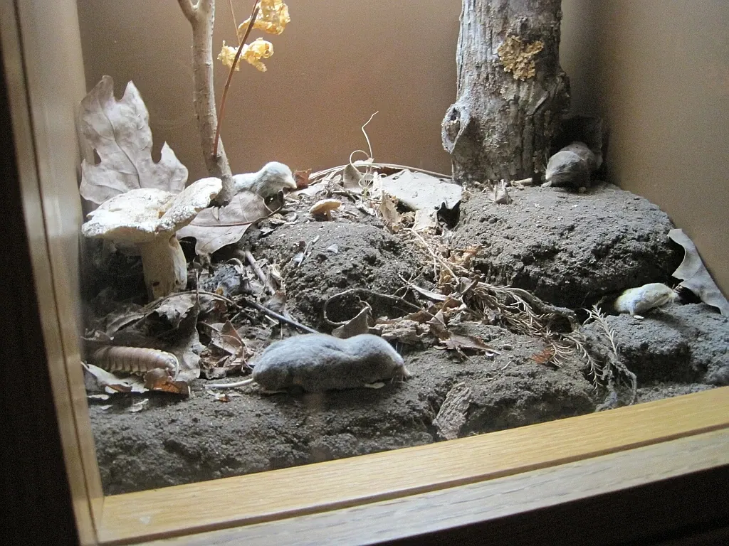 Memphis Museum of Science & History