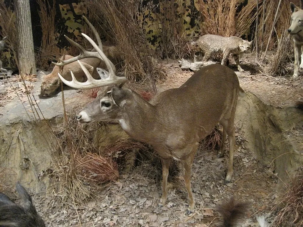 Memphis Museum of Science & History