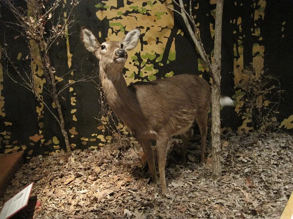 Memphis Museum of Science & History