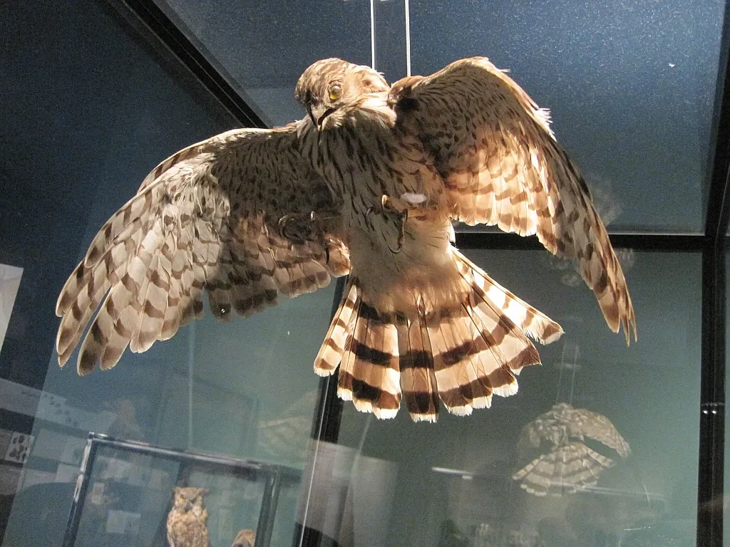 Memphis Museum of Science & History