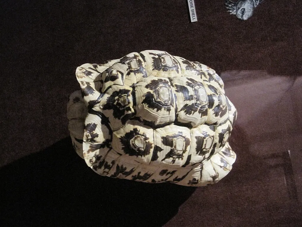 Memphis Museum of Science & History