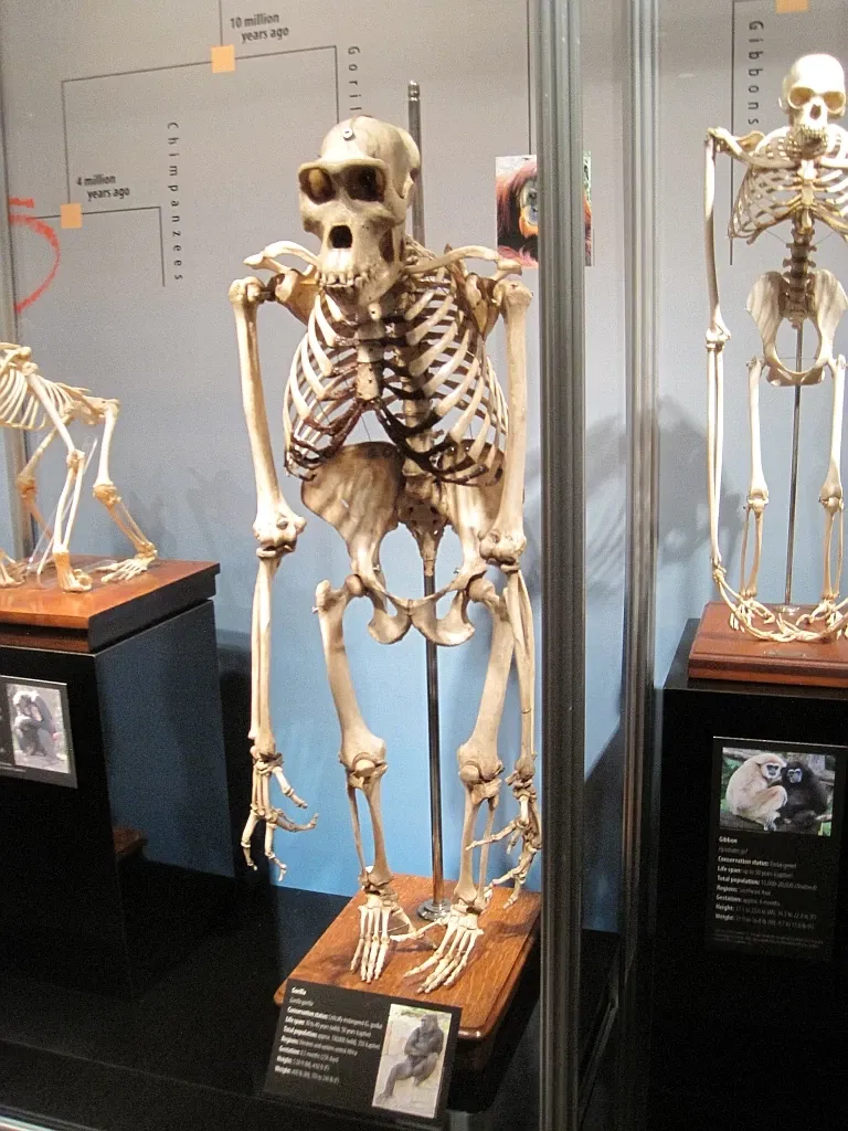 Memphis Museum of Science & History