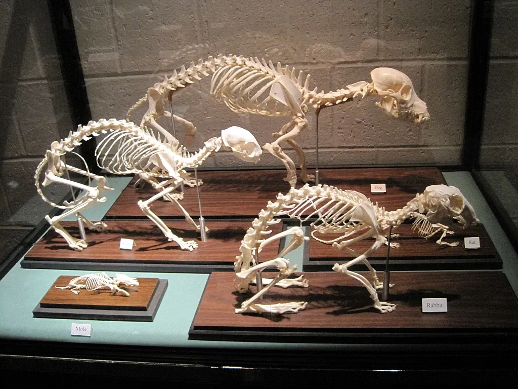 Memphis Museum of Science & History