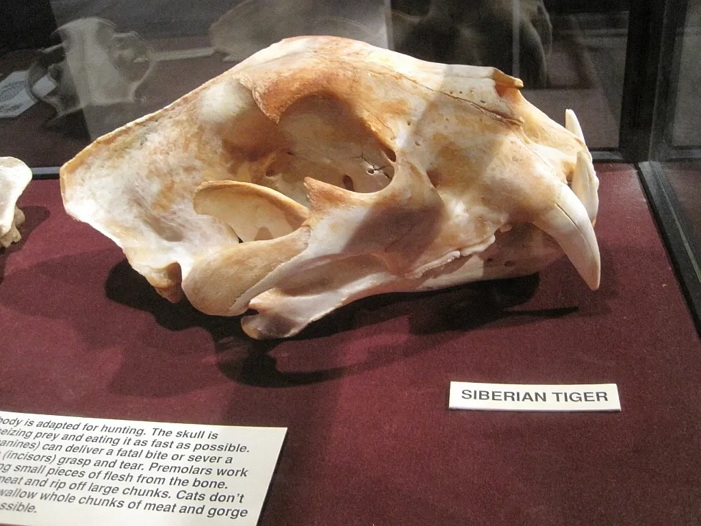 Memphis Museum of Science & History