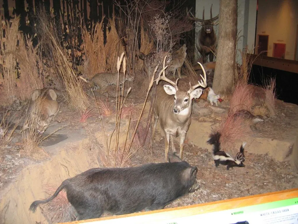 Memphis Museum of Science & History