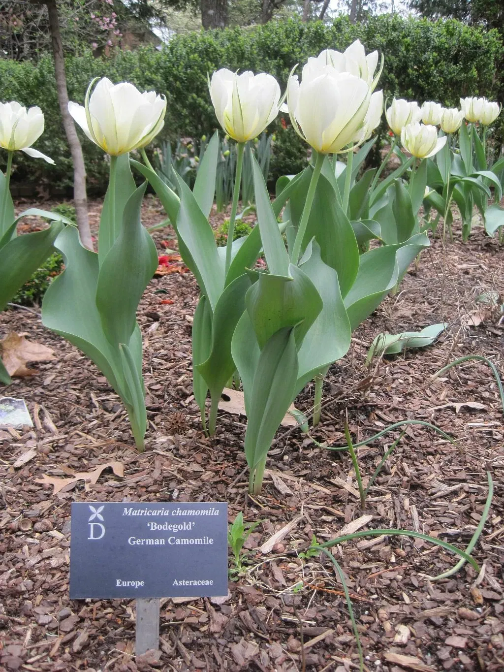 Dixon Gallery & Gardens