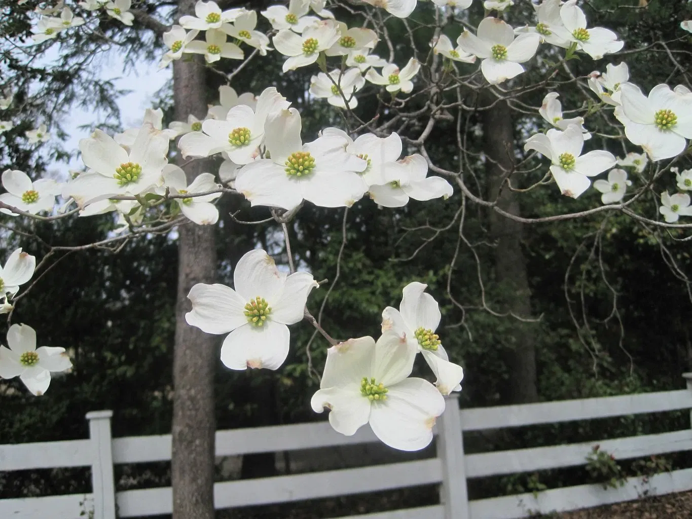 Dixon Gallery & Gardens