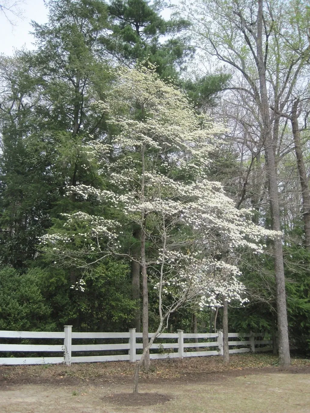 Dixon Gallery & Gardens