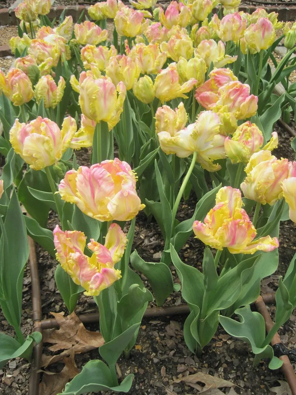 Dixon Gallery & Gardens