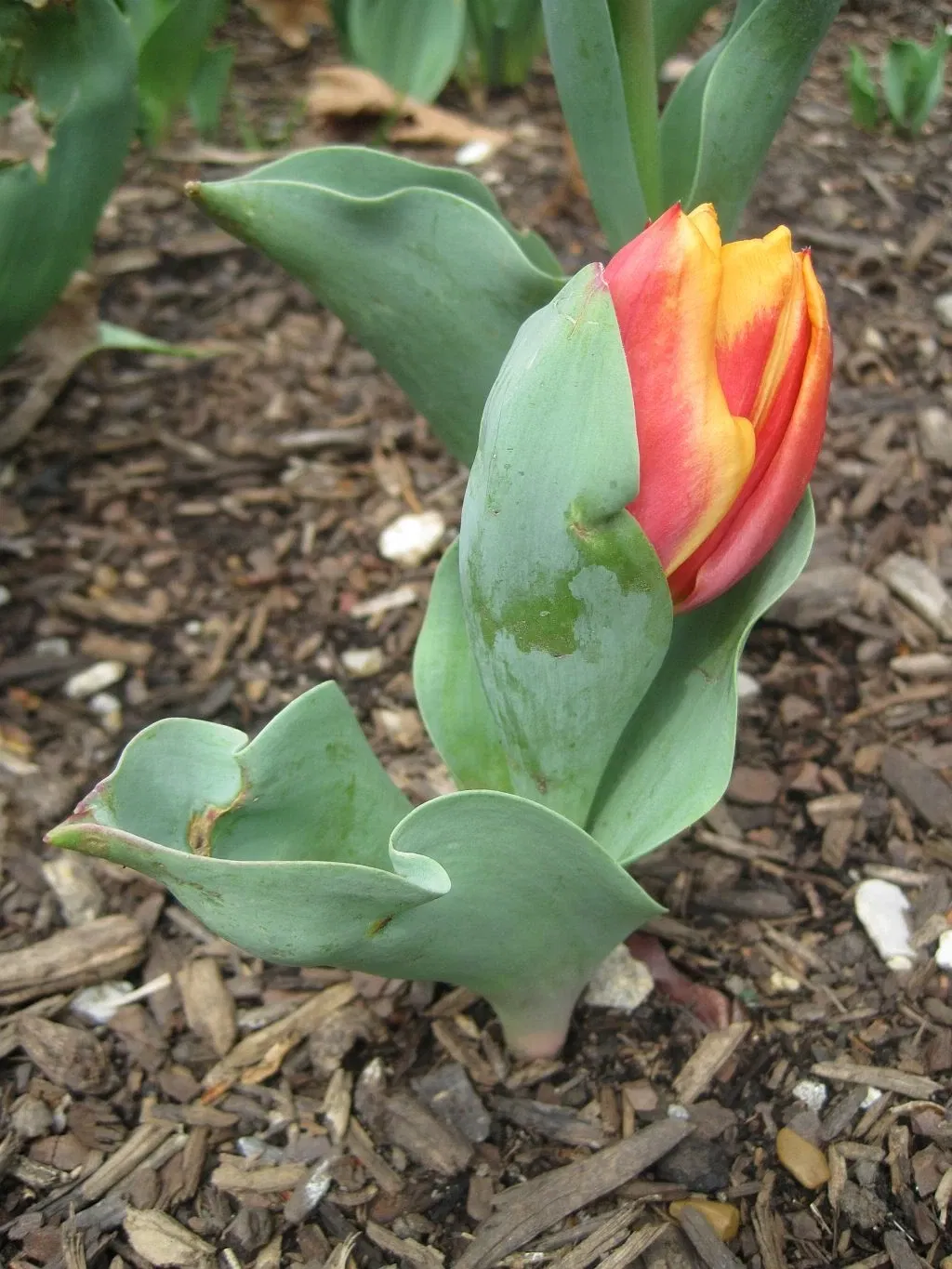 Dixon Gallery & Gardens