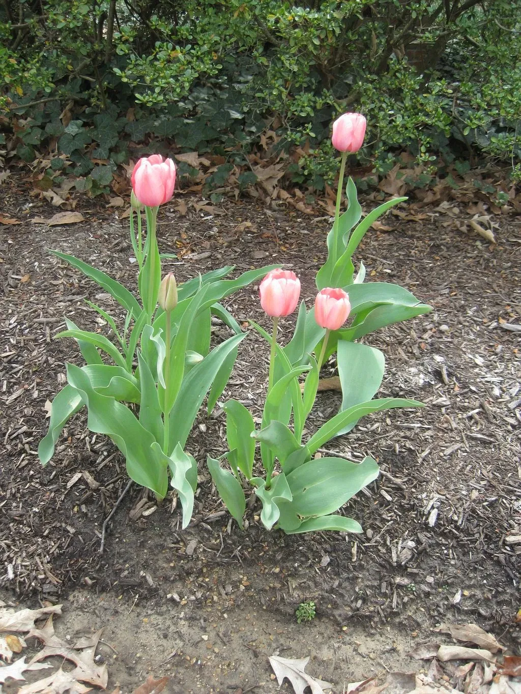 Dixon Gallery & Gardens