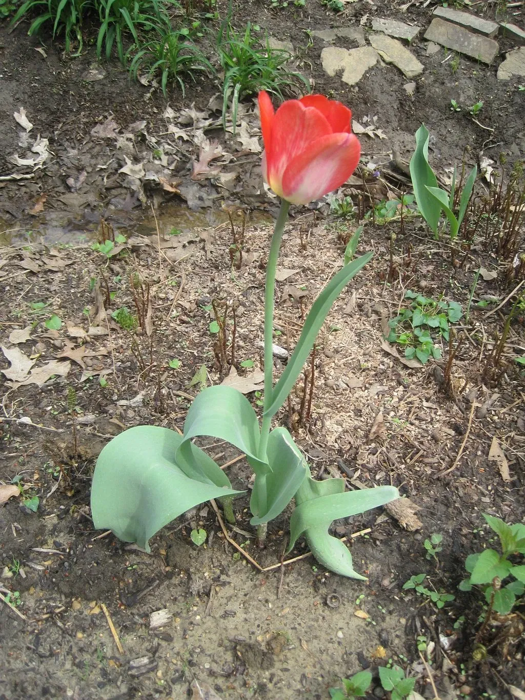 Dixon Gallery & Gardens