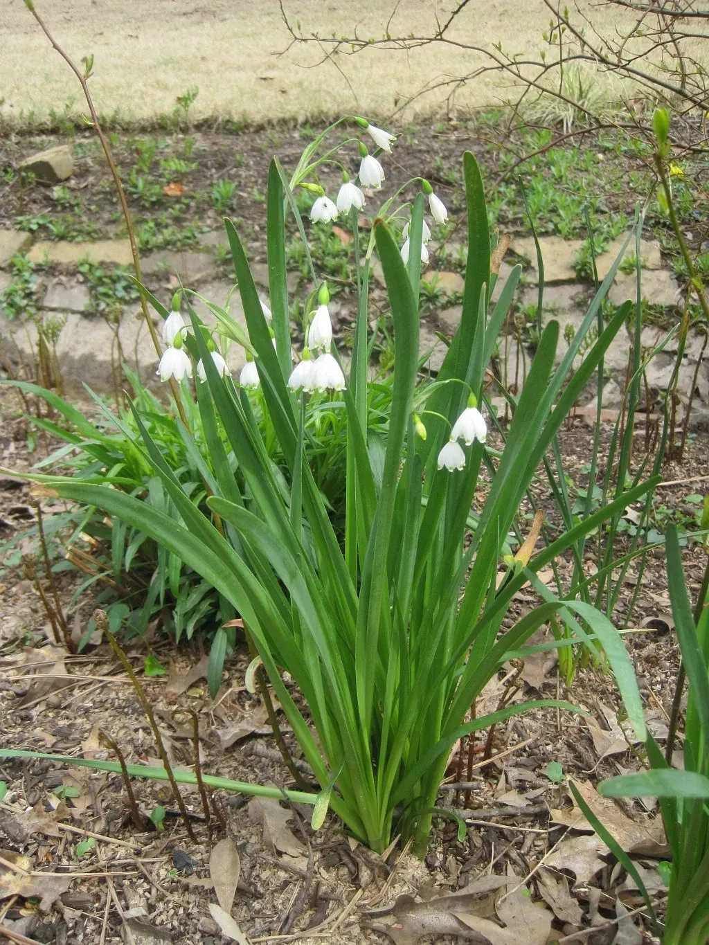 Dixon Gallery & Gardens