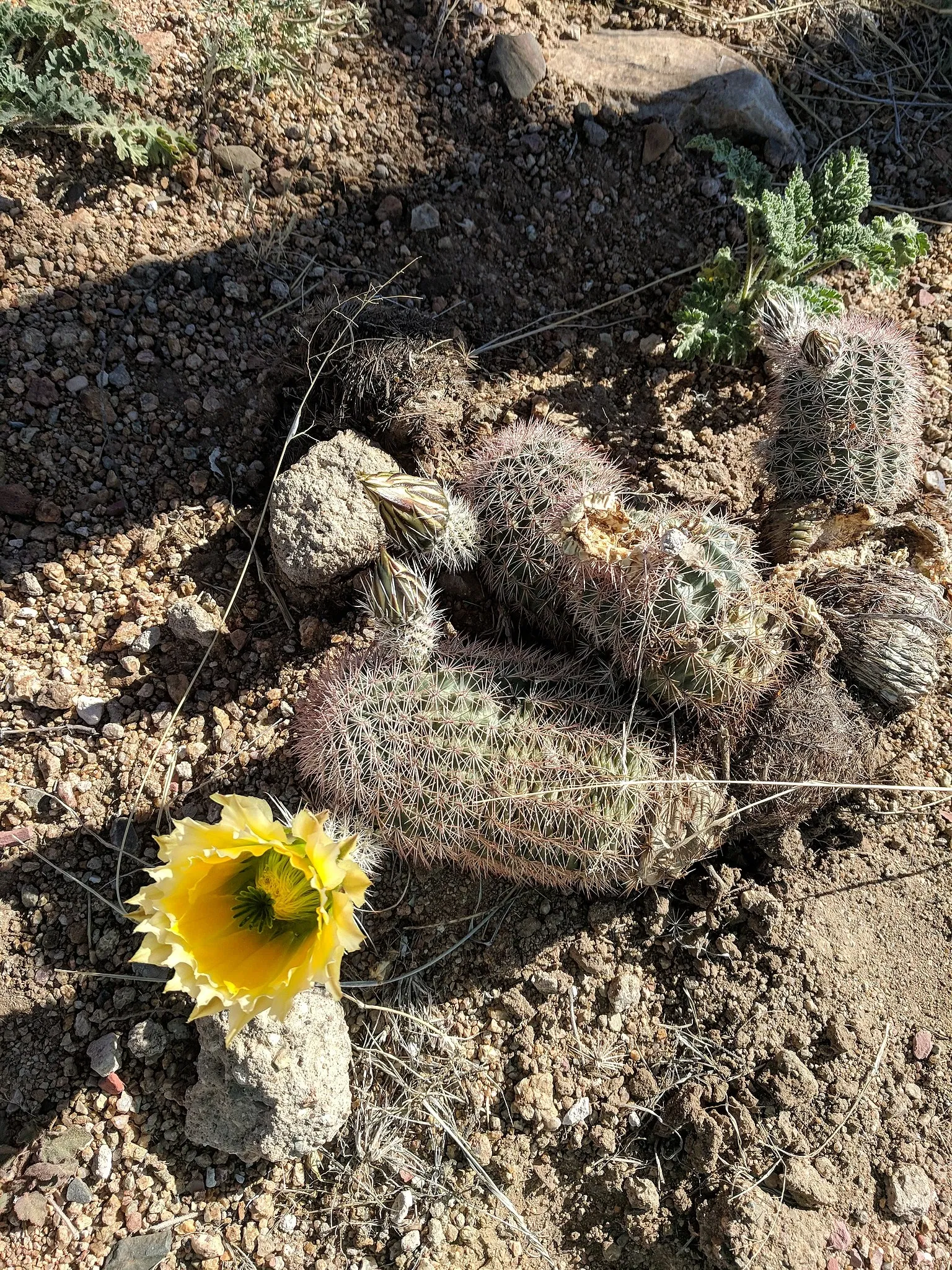 El Paso Museum of Archaeology