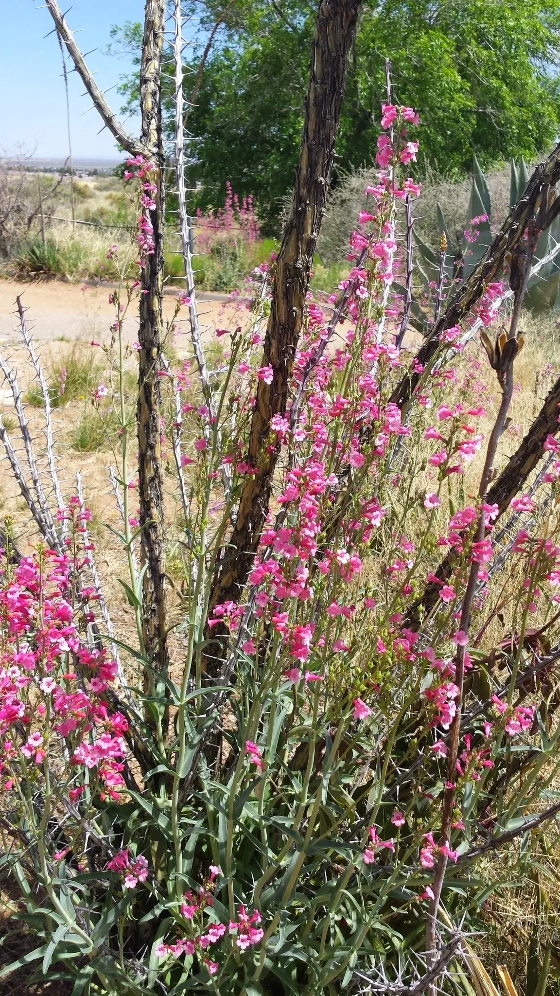 El Paso Museum of Archaeology