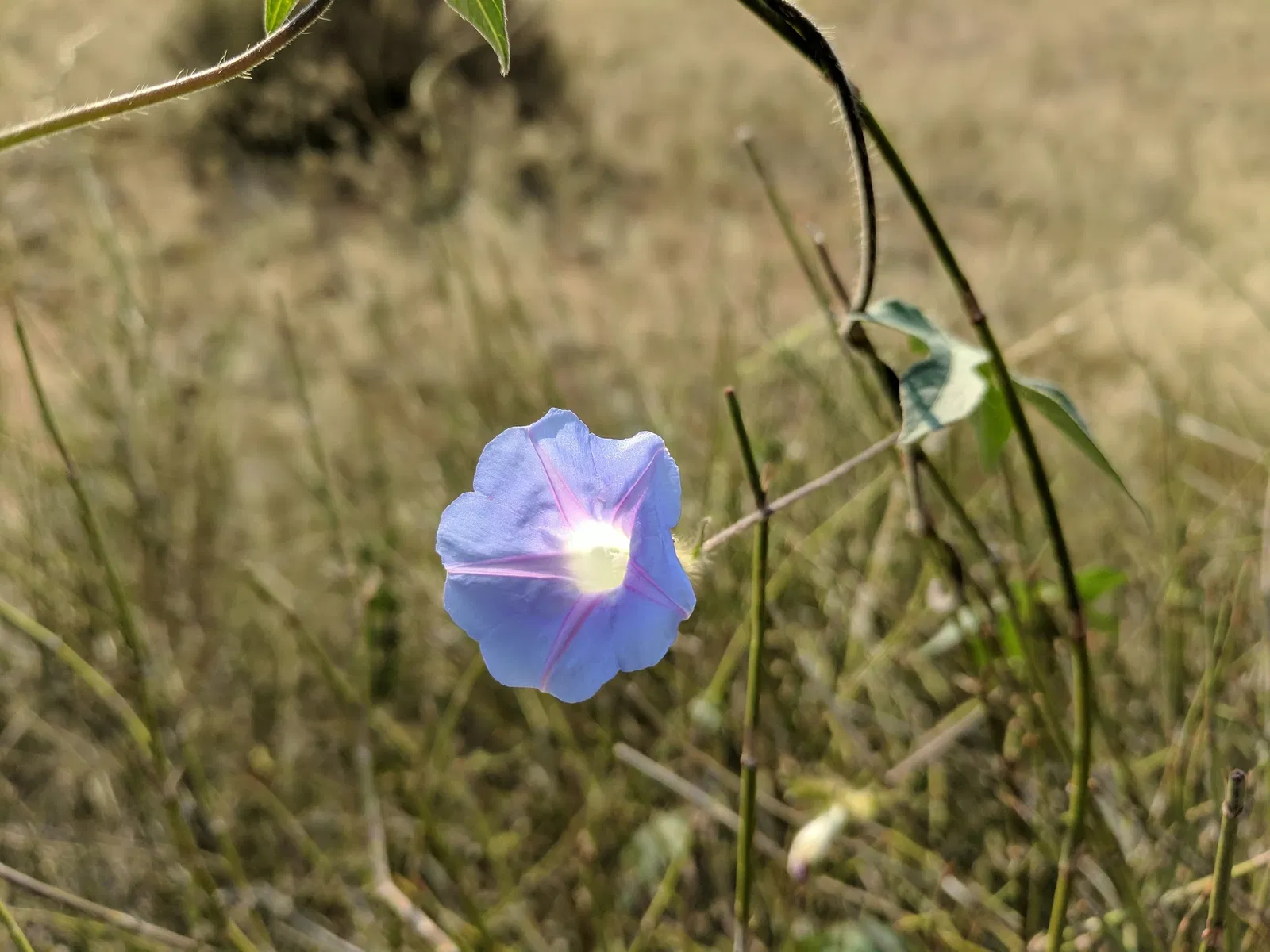El Paso Museum of Archaeology