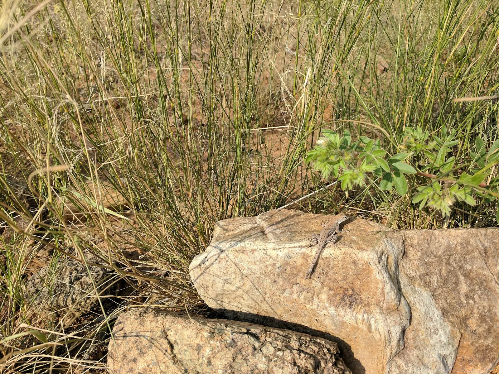 El Paso Museum of Archaeology