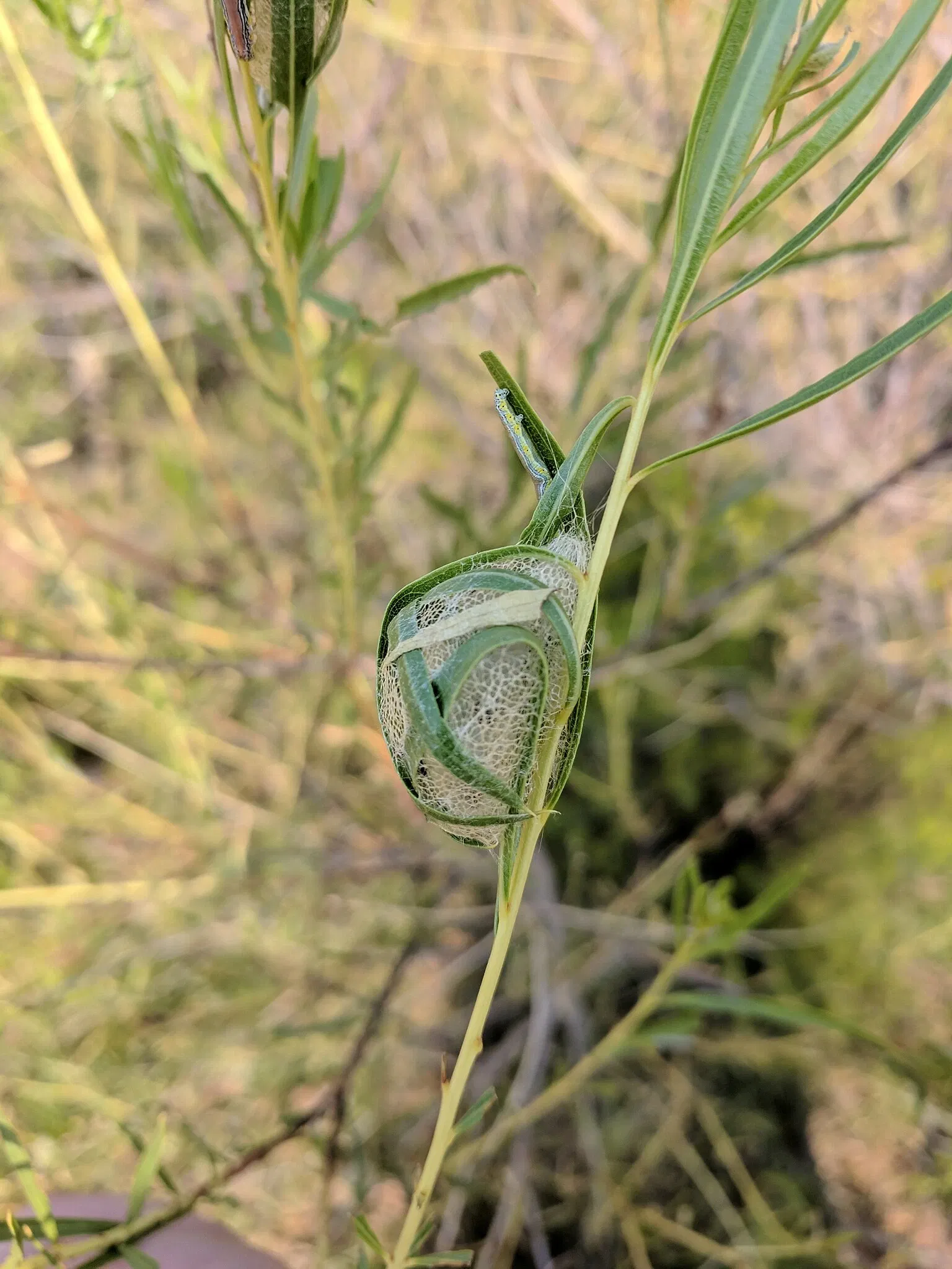El Paso Museum of Archaeology