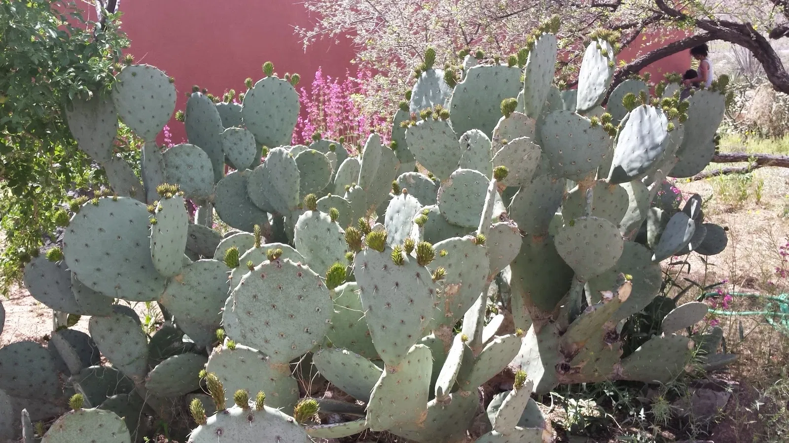 El Paso Museum of Archaeology
