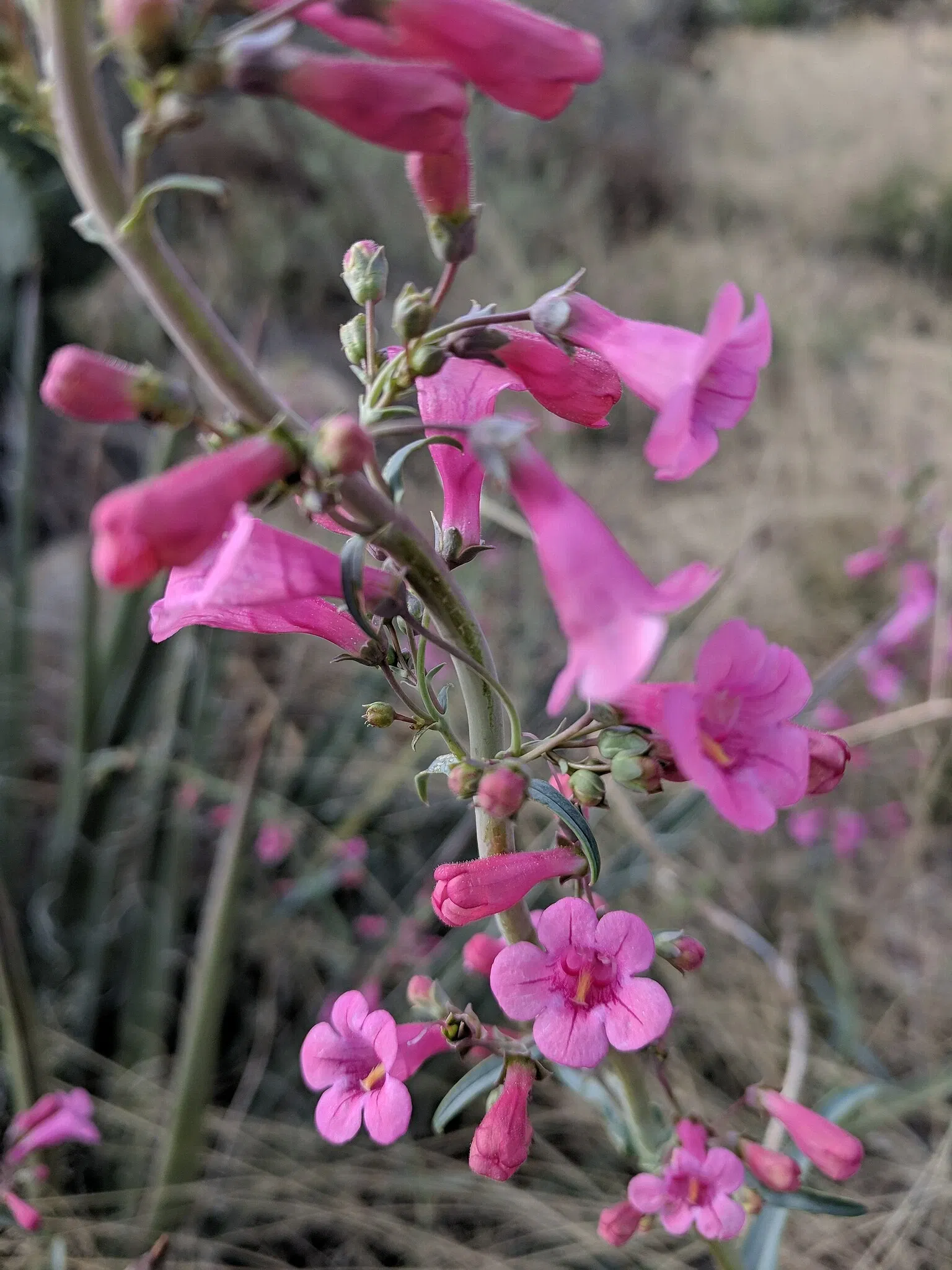 El Paso Museum of Archaeology