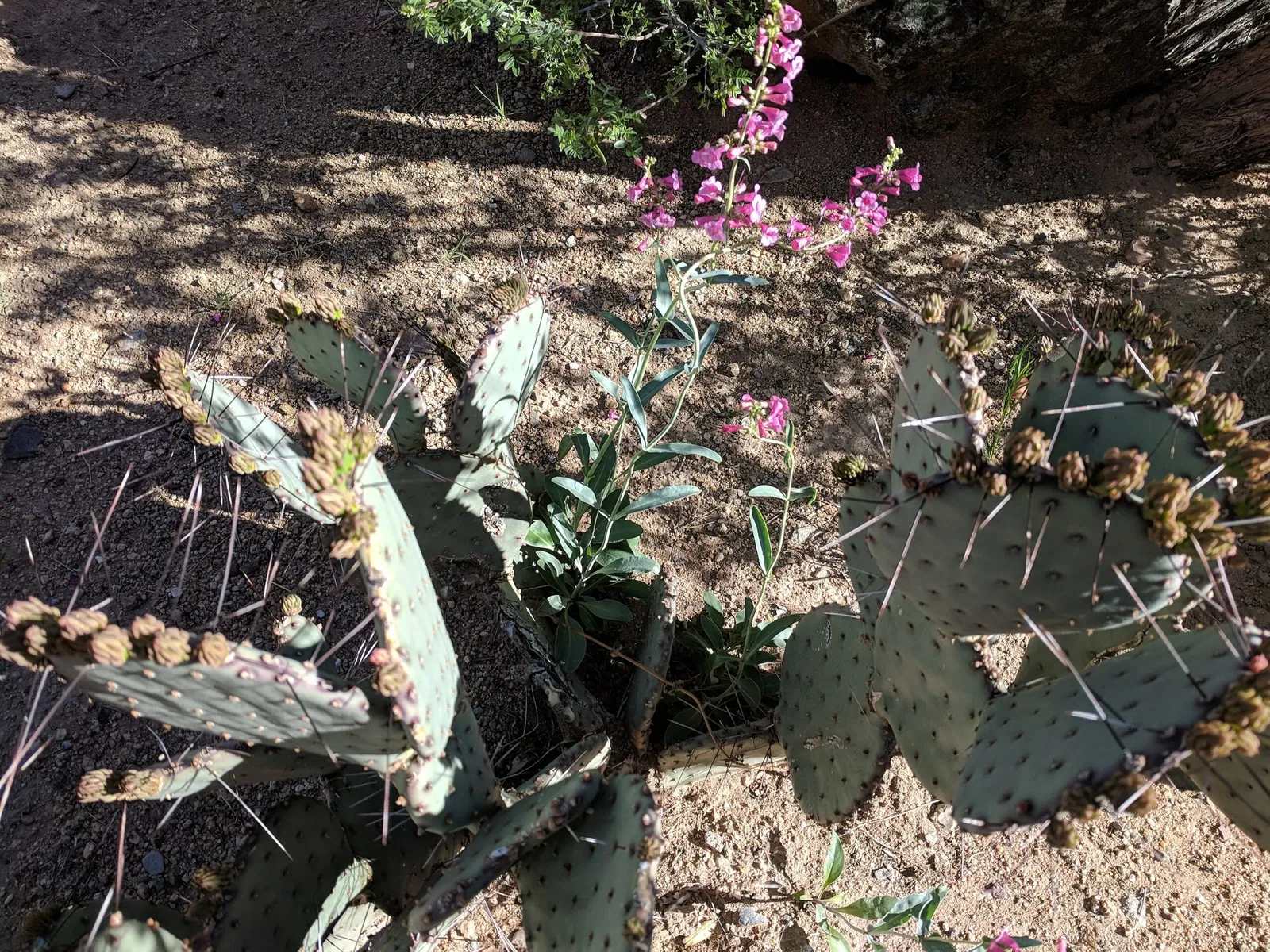El Paso Museum of Archaeology