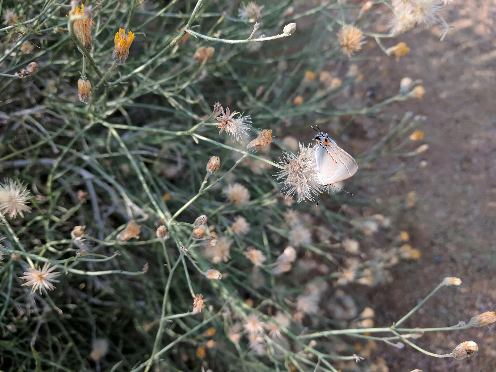 El Paso Museum of Archaeology